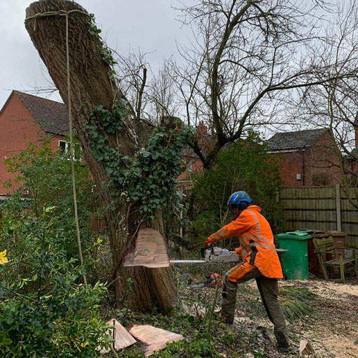 George Tree Service History - George & Jameson Tree Services - Tree Surgeon in Nottingham ...