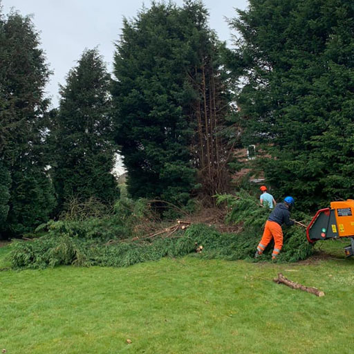 George-and-jameson-tree-services-pic-05